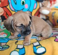 Tommy(2104290674), a male Chiweenie for sale in Devine, TX – 1 of 3