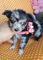 Pearl, a female Chihuahua for sale in San Antonio, TX – Photo 3 of 5