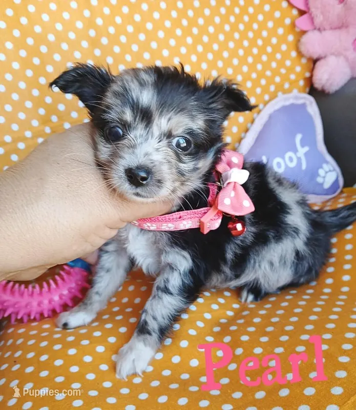 Pearl – Chihuahua puppy for sale in San Antonio, TX