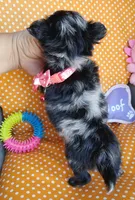 Pearl, a female Chihuahua for sale in San Antonio, TX – Photo 4 of 5