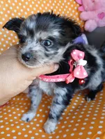 Pearl, a female Chihuahua for sale in San Antonio, TX – Photo 2 of 5