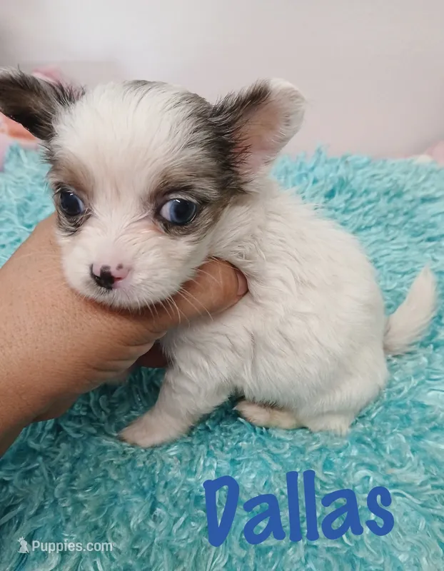 Dallas – Chihuahua puppy for sale in San Antonio, TX