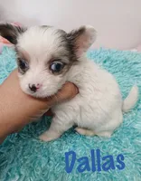 Dallas, a male Chihuahua for sale in San Antonio, TX – 1 of 2