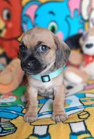 Tommy(2104290674), a male Chiweenie for sale in Devine, TX – 2 of 3