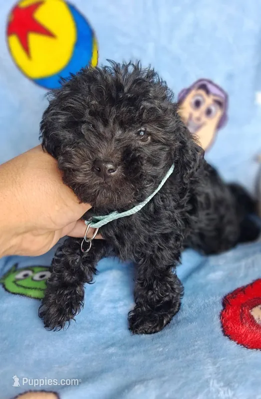 Astro – Yorkipoo, Poodle - Toy  puppy for sale in Devine, TX