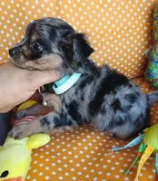 River, a male Chihuahua for sale in San Antonio, TX – Photo 3 of 4