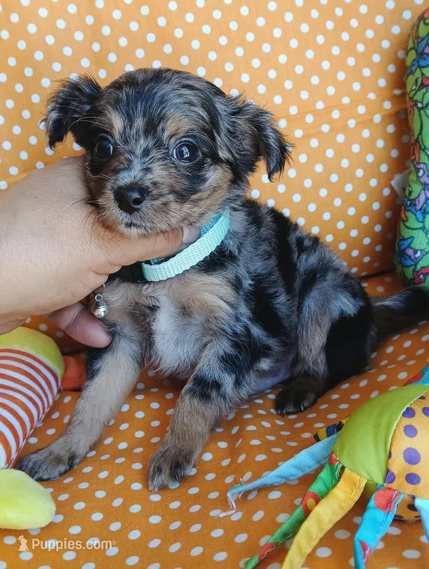 River – Chihuahua puppy for sale in San Antonio, TX