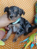 River, a male Chihuahua for sale in San Antonio, TX – Photo 1 of 4