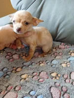 Chulito, a male Chihuahua for sale in San Antonio, TX – Photo 3 of 6