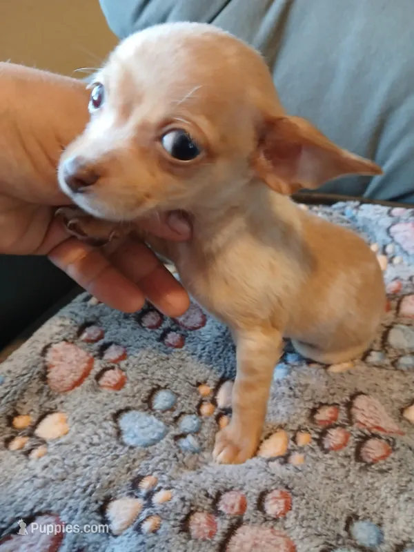 Chulito – Chihuahua puppy for sale in San Antonio, TX