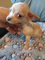 Chulito, a male Chihuahua for sale in San Antonio, TX – Photo 1 of 6