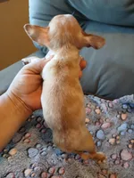 Chulito, a male Chihuahua for sale in San Antonio, TX – Photo 4 of 6