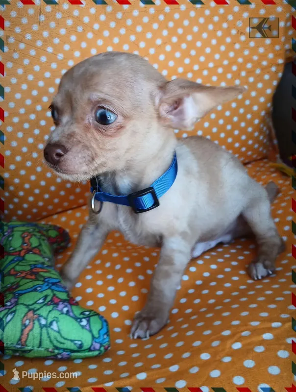 Chulito – Chihuahua puppy for sale in San Antonio, TX