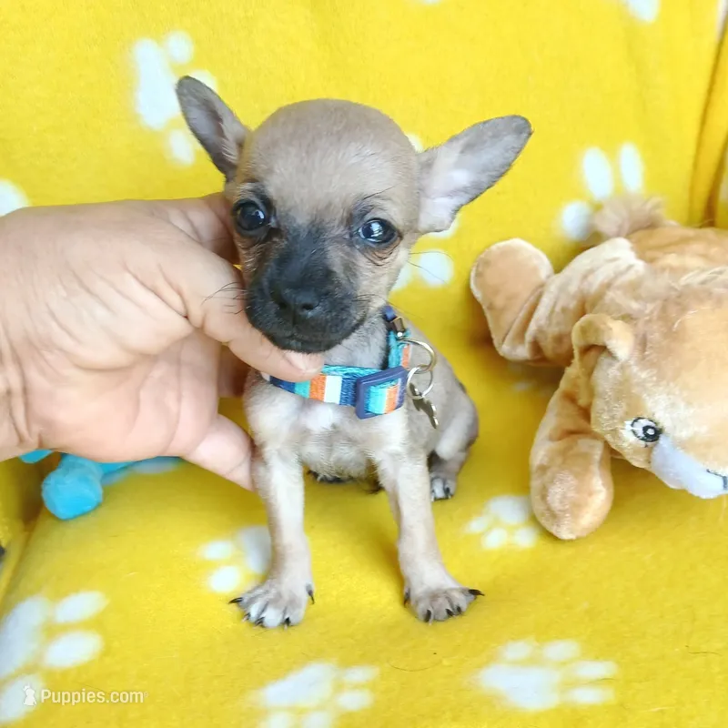 Charlie  – Chihuahua, Chiweenie puppy for sale in San Antonio, TX