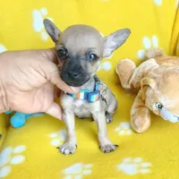 Charlie , a male Chihuahua and Chiweenie for sale in San Antonio, TX – 1 of 1