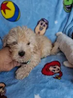 Apollo, a male Yorkipoo and Poodle - Toy  for sale in Devine, TX – 2 of 2