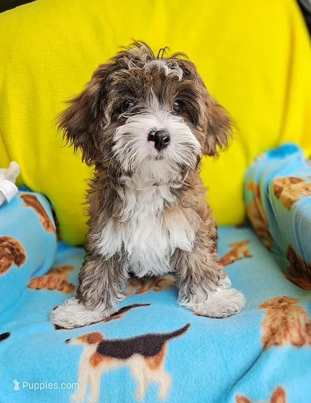 Brownie – Yorkshire Terrier, Shorkie puppy for sale in Devine, TX