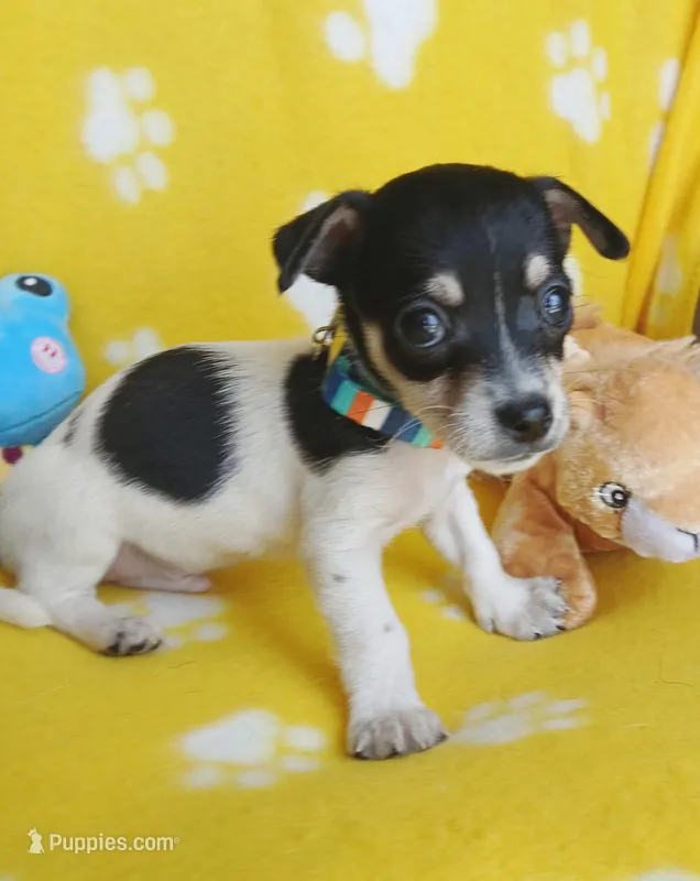Chase – Chihuahua, Chiweenie puppy for sale in San Antonio, TX
