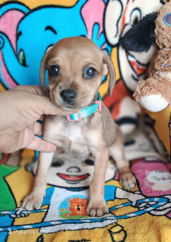 Phoebe(2104290674), a female Chiweenie for sale in Devine, TX – 1 of 4