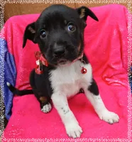 Luna, a female Border Collie and Labrador Retriever for sale in San Antonio, TX – 3 of 4