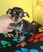 Mikey , a male Chihuahua for sale in Devine, TX – 2 of 2