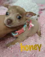 Honey, a female Chihuahua for sale in San Antonio, TX – 1 of 1