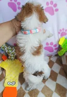 Cupcake, a female Shorkie for sale in San Antonio, TX – 3 of 3