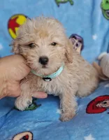 Sunny, a male Yorkipoo and Poodle - Toy  for sale in Devine, TX – 1 of 1