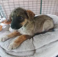 Buddy, a male German Shepherd Dog and Labrador Retriever for sale in San Antonio, TX – Photo 3 of 5