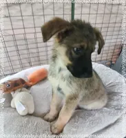 Buddy, a male German Shepherd Dog and Labrador Retriever for sale in San Antonio, TX – Photo 5 of 5