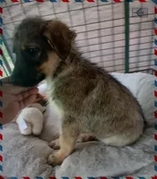 Buddy, a male German Shepherd Dog and Labrador Retriever for sale in San Antonio, TX – Photo 4 of 5