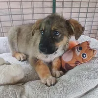 Buddy, a male German Shepherd Dog and Labrador Retriever for sale in San Antonio, TX – Photo 1 of 5