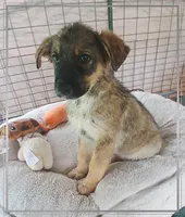 Buddy, a male German Shepherd Dog and Labrador Retriever for sale in San Antonio, TX – Photo 2 of 5