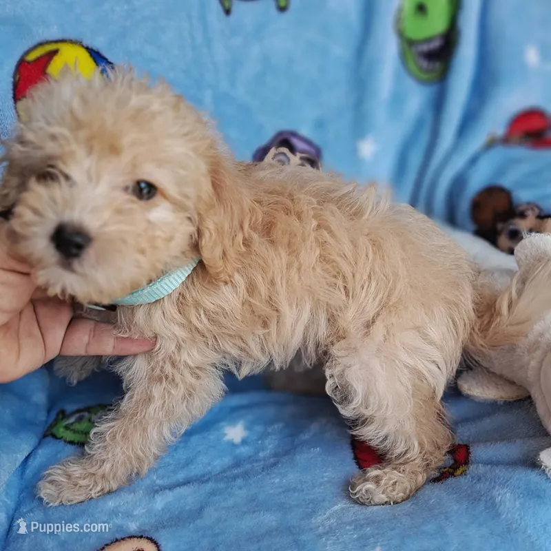 Apollo – Yorkipoo, Poodle - Toy  puppy for sale in Devine, TX