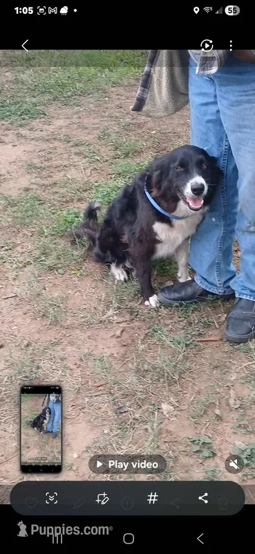 Izzy, a female Border Collie for sale in San Antonio, TX – Photo 1 of 3