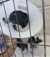 Izzy, a female Border Collie for sale in San Antonio, TX – Photo 2 of 3