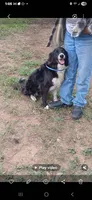 Izzy, a female Border Collie for sale in San Antonio, TX – Photo 3 of 3