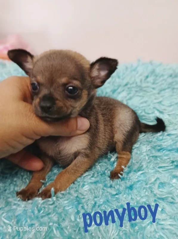 Pony boy – Chihuahua puppy for sale in San Antonio, TX