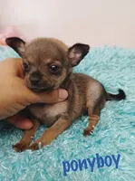 Pony boy, a male Chihuahua for sale in San Antonio, TX – 1 of 1
