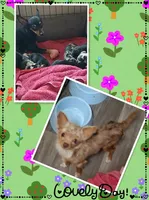 Venus, a female Chihuahua for sale in San Antonio, TX – Photo 6 of 6