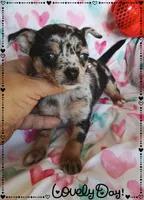 Venus, a female Chihuahua for sale in San Antonio, TX – Photo 4 of 6