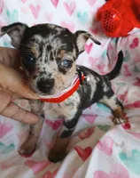 Venus, a female Chihuahua for sale in San Antonio, TX – Photo 3 of 6