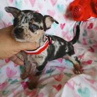 Venus, a female Chihuahua for sale in San Antonio, TX – Photo 1 of 6