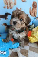 Buscuit, a male Shorkie for sale in San Antonio, TX – 2 of 3