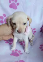 Peaches, a female Chihuahua and Chiweenie for sale in Devine, TX – 2 of 4