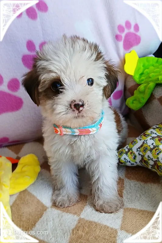 Cupcake – Shorkie puppy for sale in San Antonio, TX