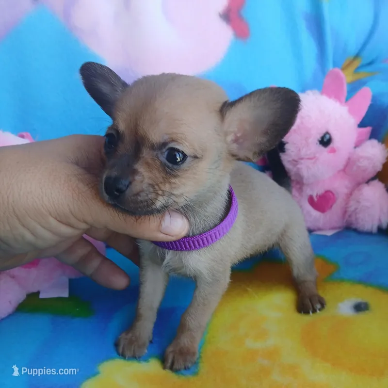Pepita – Chihuahua puppy for sale in San Antonio, TX