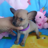 Pepita, a female Chihuahua for sale in San Antonio, TX – Photo 1 of 5