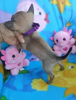 Pepita, a female Chihuahua for sale in San Antonio, TX – Photo 4 of 5