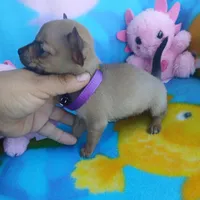 Pepita, a female Chihuahua for sale in San Antonio, TX – Photo 2 of 5